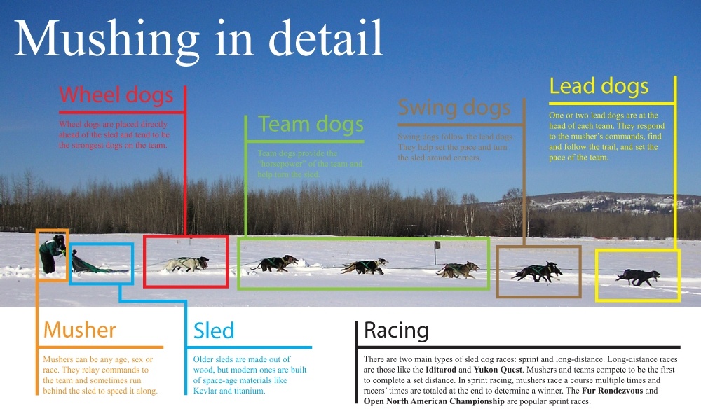 Lead Dog - Mushing Graphic